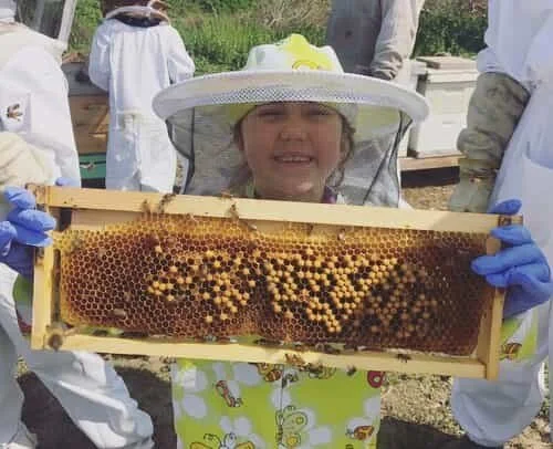 Raw Bees In The D Honey — Bees in the D